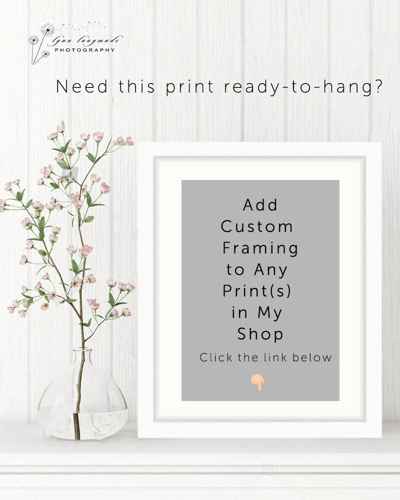 Paris Photography - Christmas Lights Paris Holiday Decorations Winter Photography Neutral Blue Gold 8x10 5x7 11x14 16x20 Art "Winter Light" 11 Paris Photography - Christmas Lights Paris Holiday Decorations Winter Photography Neutral Blue Gold 8x10 5x7 11x14 16x20 Art "Winter Light" - Image 9