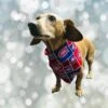 Montreal Canadiens Dog Bandana/ Montreal Canadiens/Dog Scarf/Bandana For Dog/Reversible/100% Cotton/Christmas Gift For Pets/Christmas Gift -Jewellery Soldes Boutique il fullxfull.4333079346 o7wv