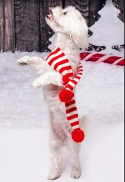 Cats Christmas Scarfs, Red White Scarfs, Xmas Pets Scarf, Custom Initials Pets Scarfs, Custom Scarfs, Xmas Gifts For Pets, Dog Xmas Gifts -Jewellery Soldes Boutique il fullxfull.5383690496 dhar