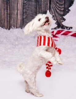 Cats Christmas Scarfs, Red White Scarfs, Xmas Pets Scarf, Custom Initials Pets Scarfs, Custom Scarfs, Xmas Gifts For Pets, Dog Xmas Gifts -Jewellery Soldes Boutique il fullxfull.5383692650 fs1z