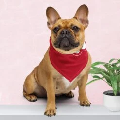 Mama's Little Helper Pet Bandana | Pet Wear, Holiday Gift, Christmas Pets, Limited Edition 11 Mama's Little Helper Pet Bandana | Pet Wear, Holiday Gift, Christmas Pets, Limited Edition -Jewellery Soldes Boutique il fullxfull.5485048068 ev4e