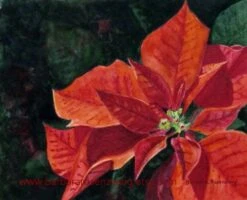 Poinsettia Red Flower Christmas Wall Art Watercolor Painting