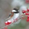 Chickadee Print, Bird Art, Winter Art, Christmas Decor, Chickadee Art, Bird Watching, Bird Wall Art, Chickadee Photograph, Fine Art Photo 1 Chickadee Print, Bird Art, Winter Art, Christmas Decor, Chickadee Art, Bird Watching, Bird Wall Art, Chickadee Photograph, Fine Art Photo -Jewellery Soldes Boutique il fullxfull.816538148 aiz1